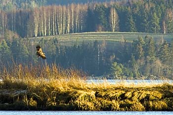 Aarnestangen ERU