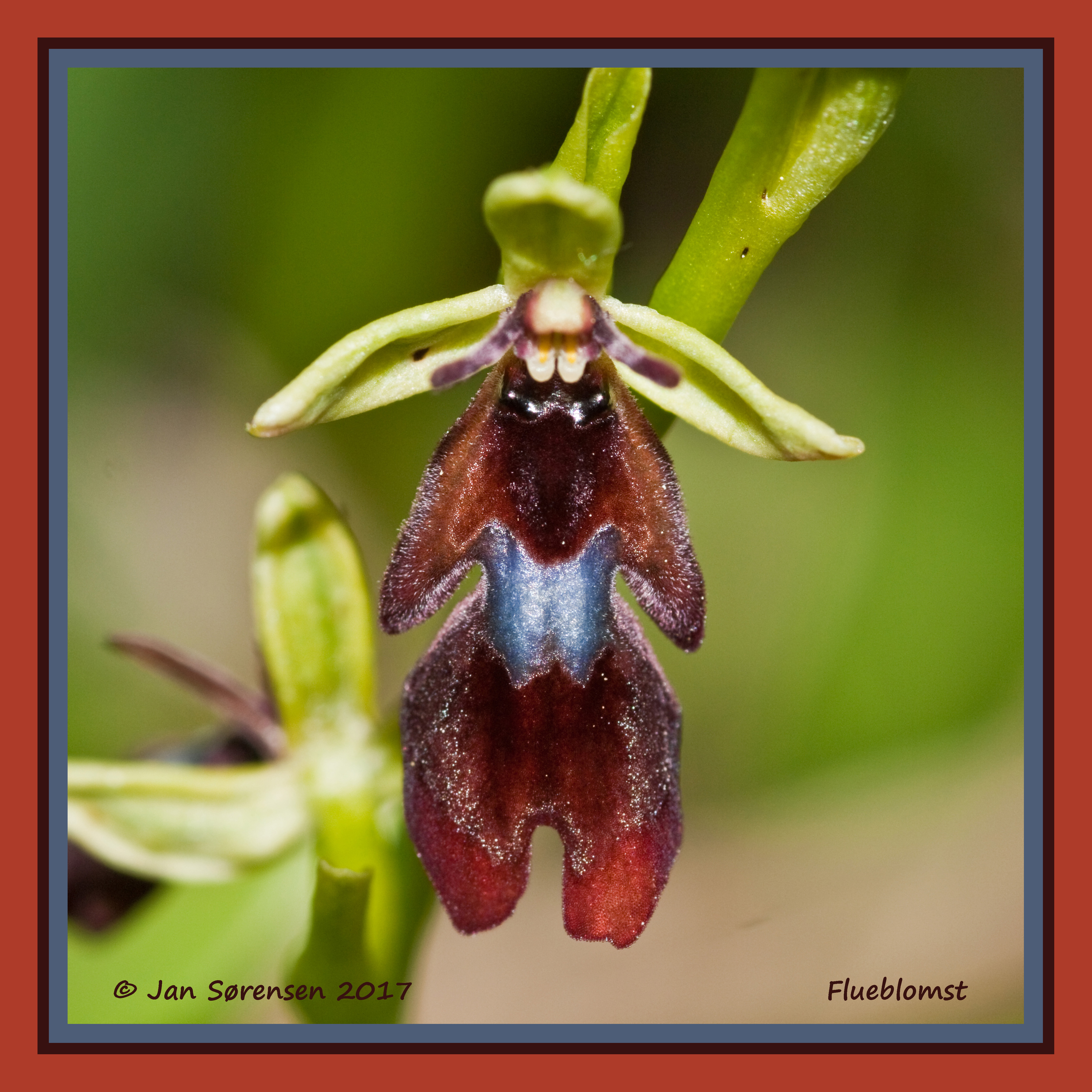 Flueblomst 15 5 17 2 r tx