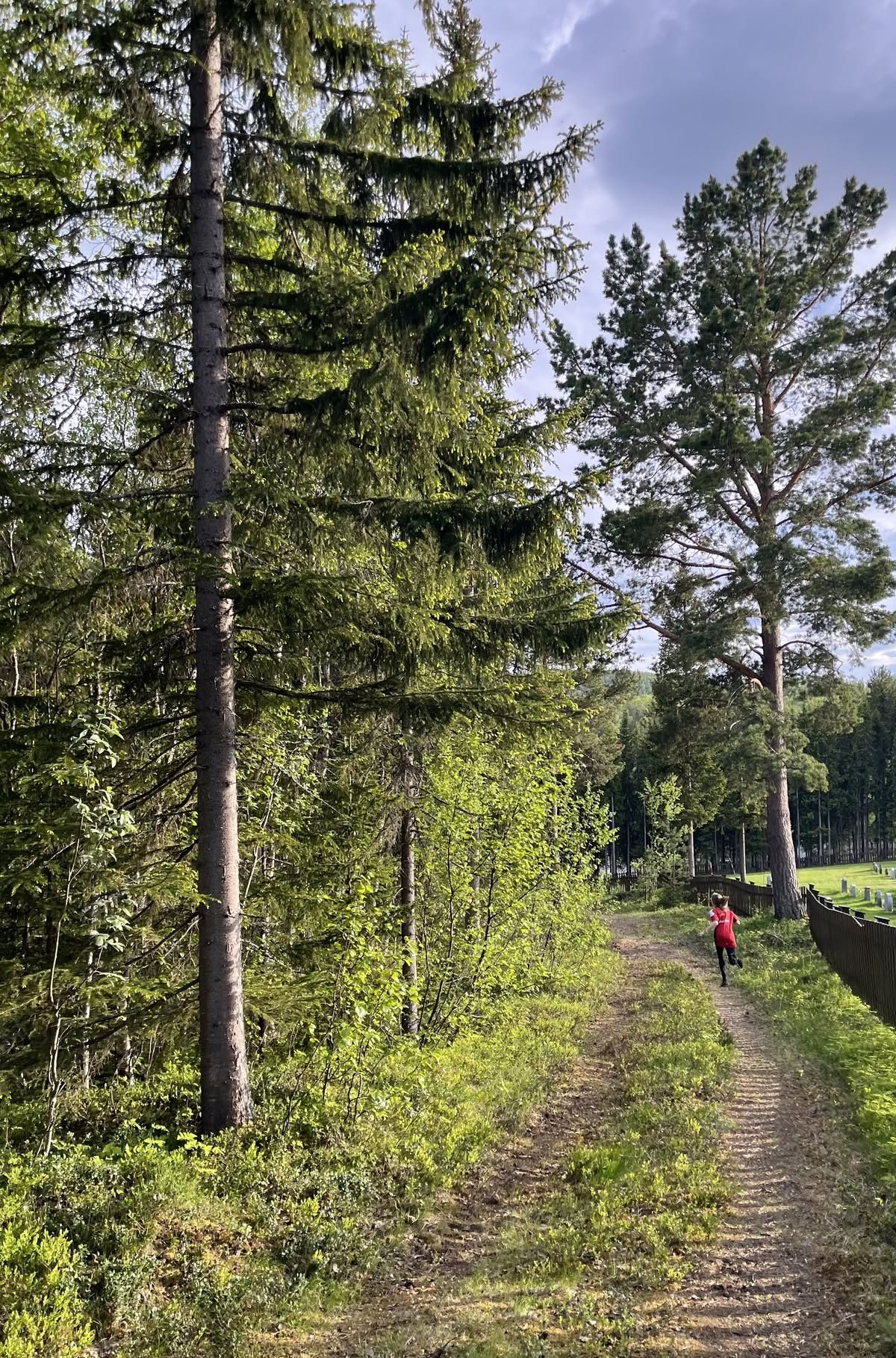 Løper langs traktorvei