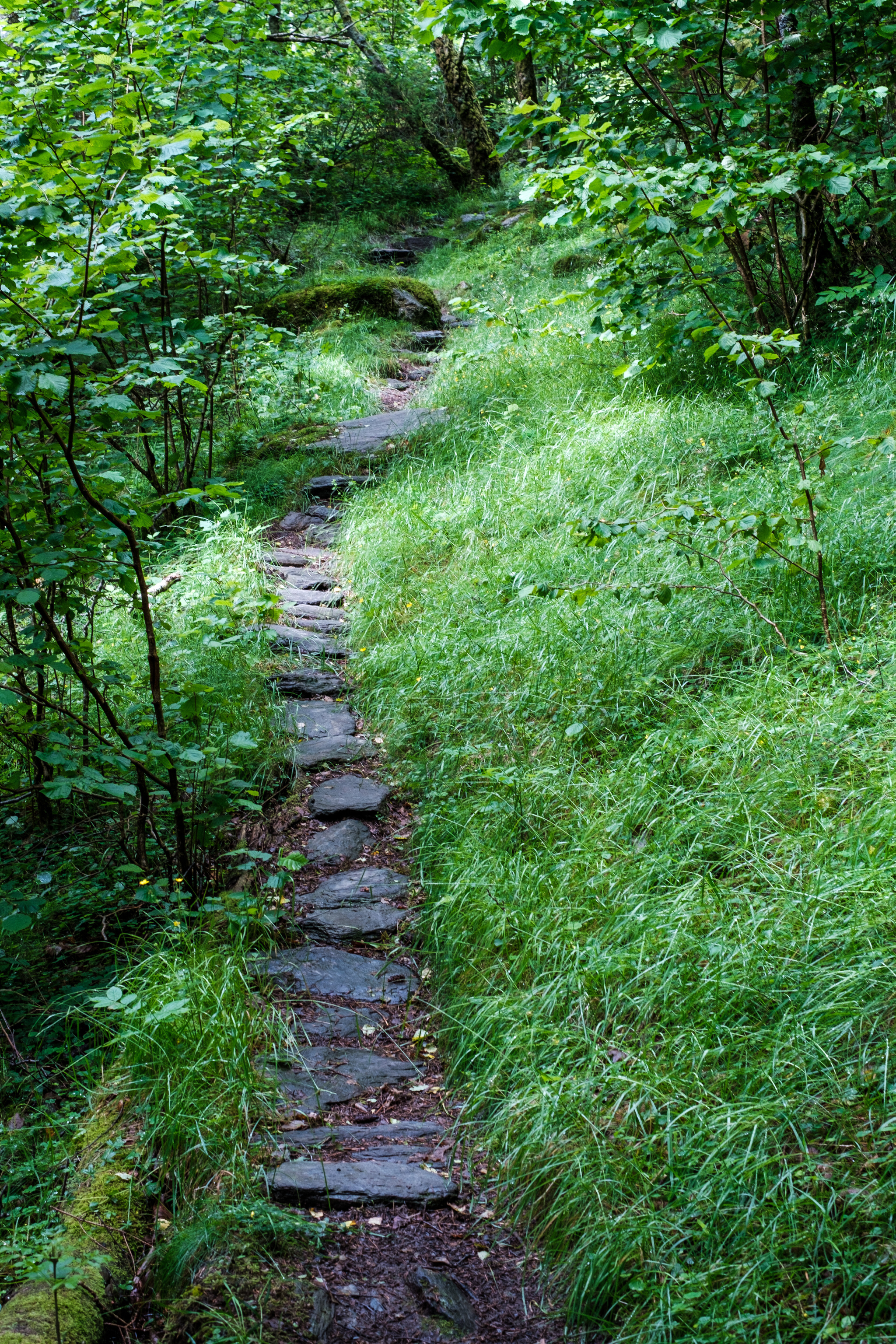 Nærtur 3384 1