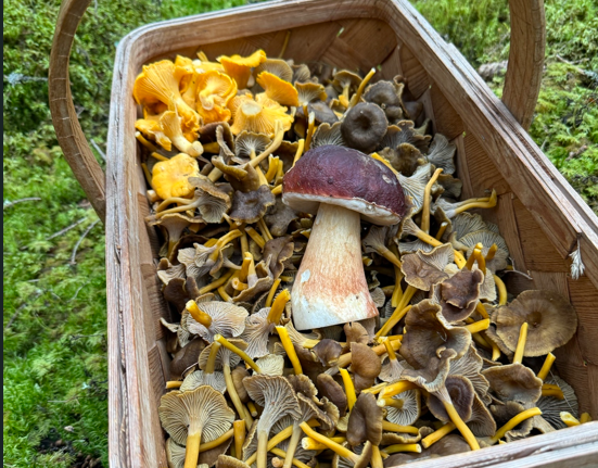 Skjermbilde 2025 07 04 095824