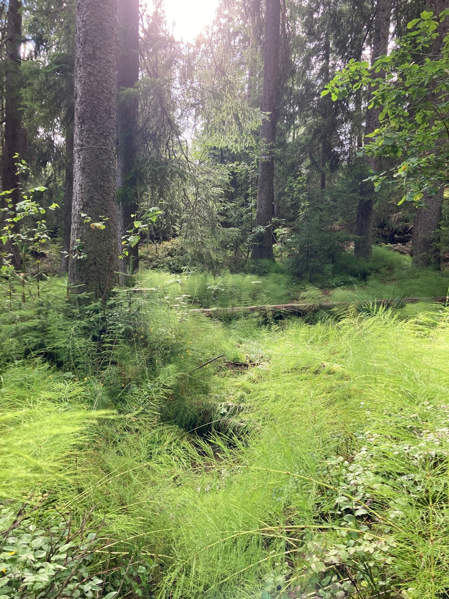 Skogsneller sognsvann