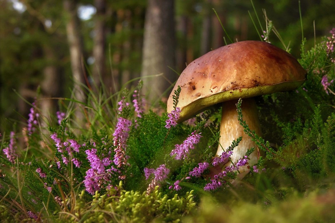 Sopp Adobe Stock 111522645