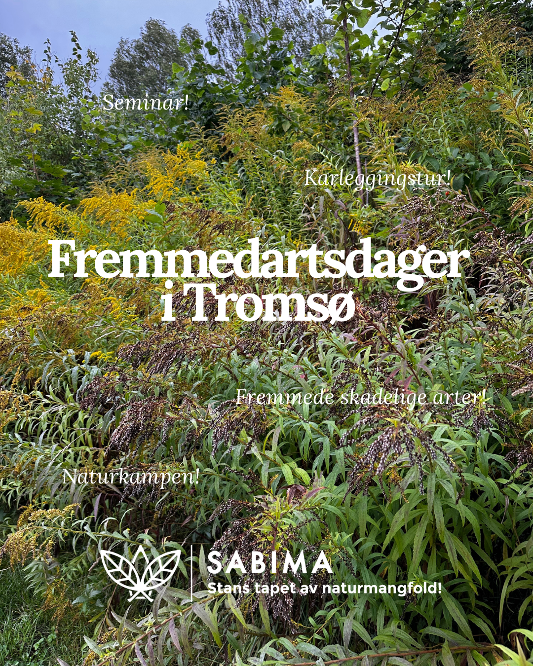 Yellow Minimalist Aesthetic Summer Teaser Announcement Instagram Post