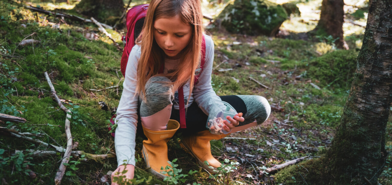 Jente plukker sopp i skogen