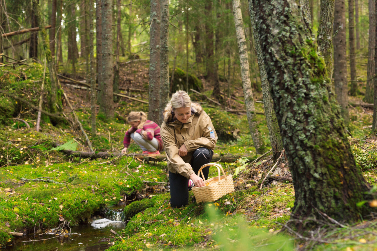 To personer plukker sopp i mosekledd skog