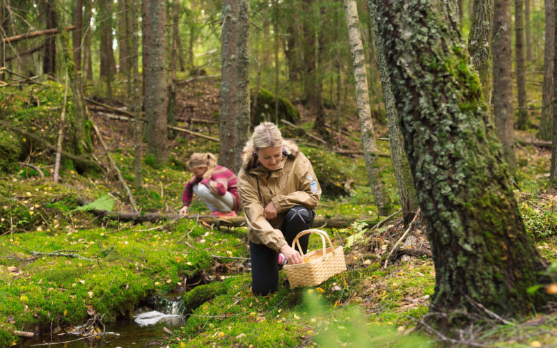 To personer plukker sopp i mosekledd skog