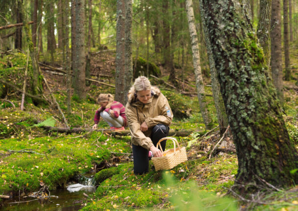 To personer plukker sopp i mosekledd skog