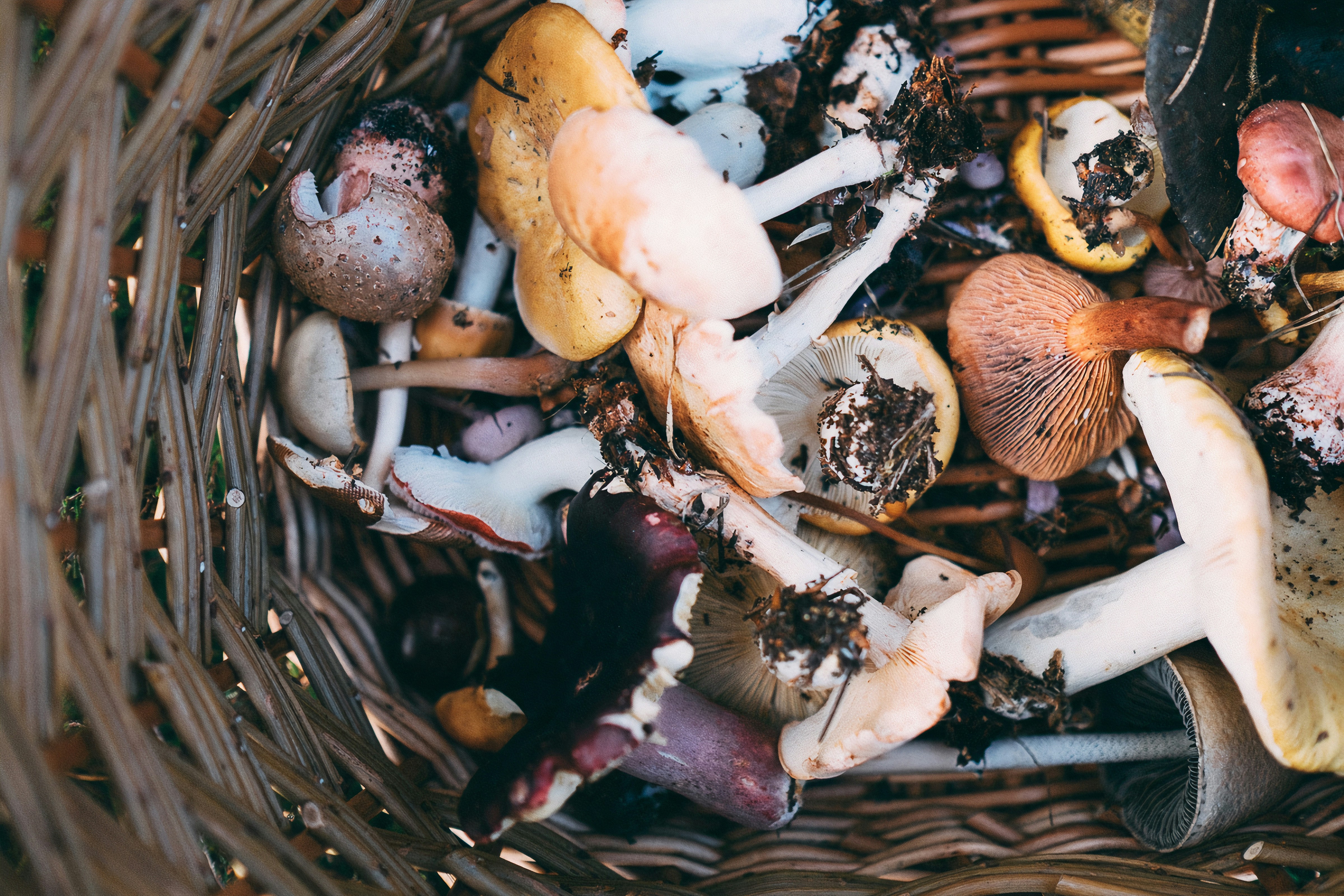 Annie spratt xa w N48f Wo unsplash