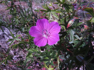 Blåstorknebb kjelle arne nyheim