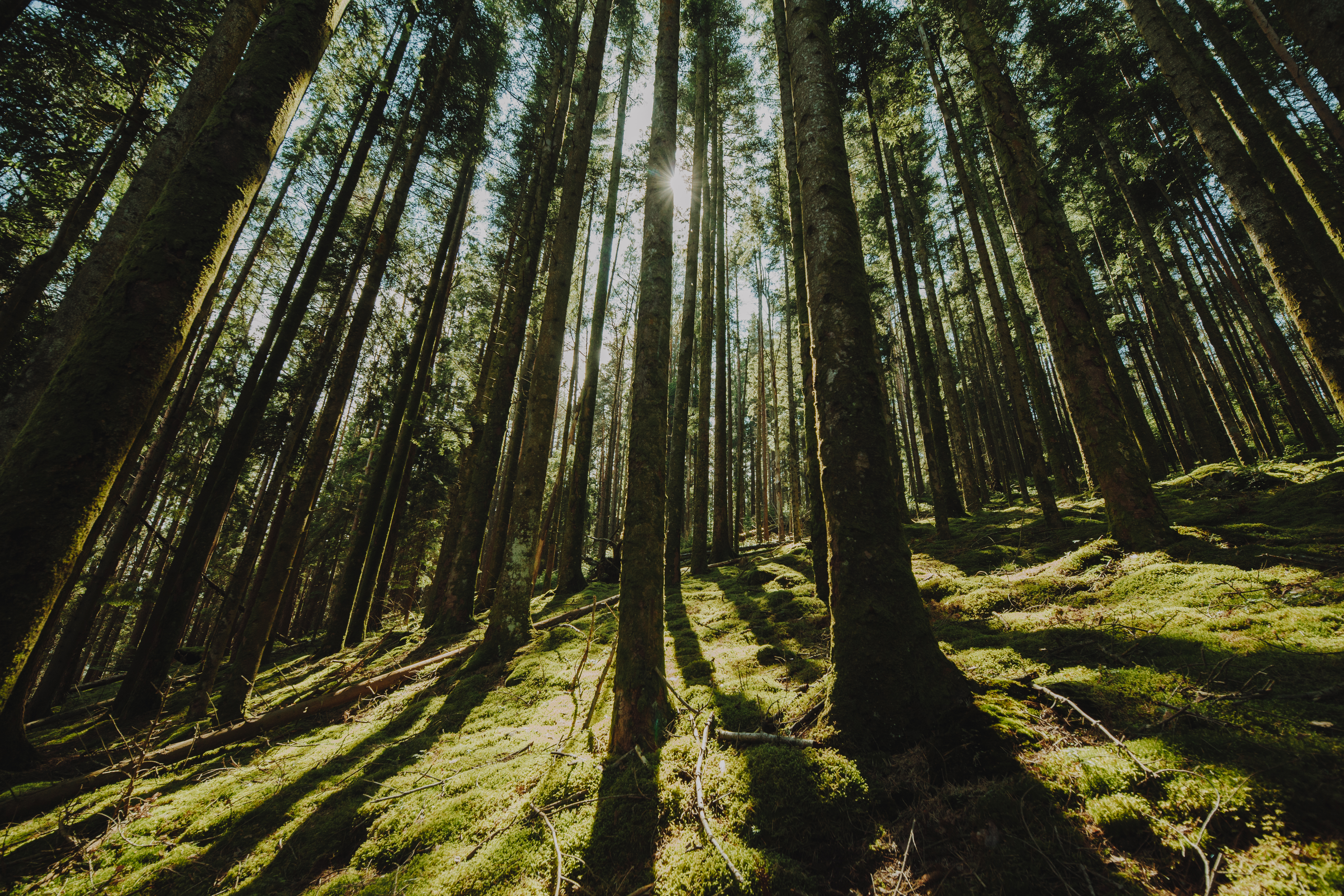 Bottom view group trees