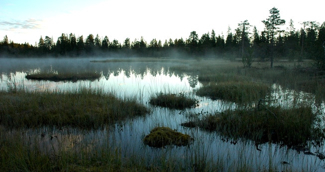 Eventyrskog frønsvollen