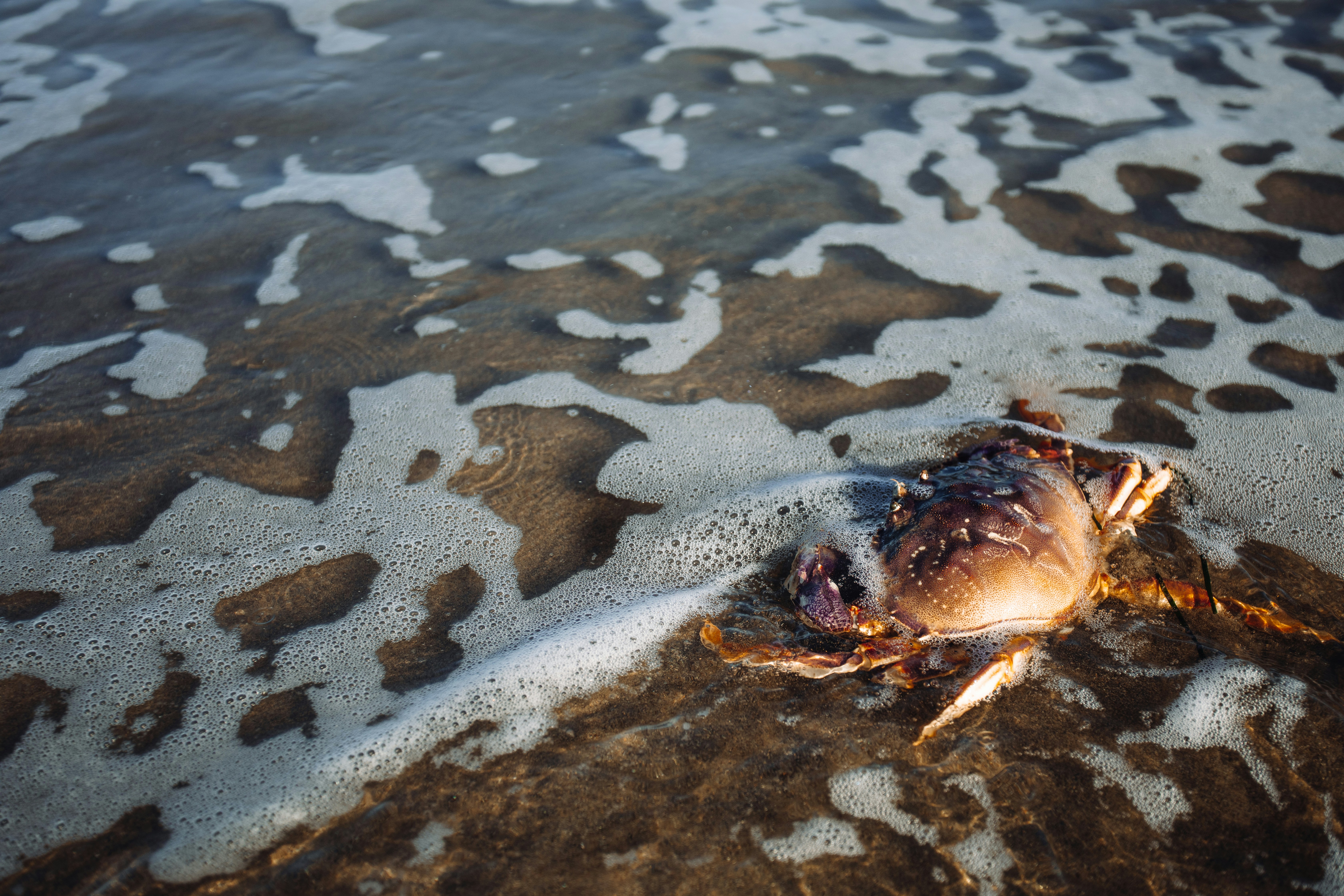 Felicia montenegro w9sxp CRCC Ec unsplash