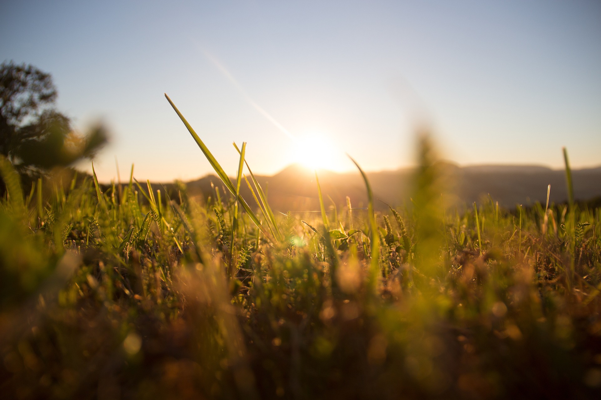 Grass 1668423 1920