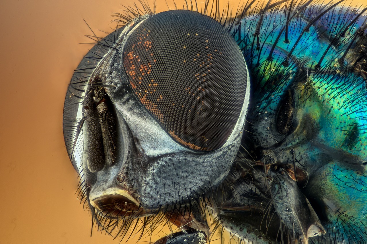 Insekter og småkryp - Naturen Som Læringsarena