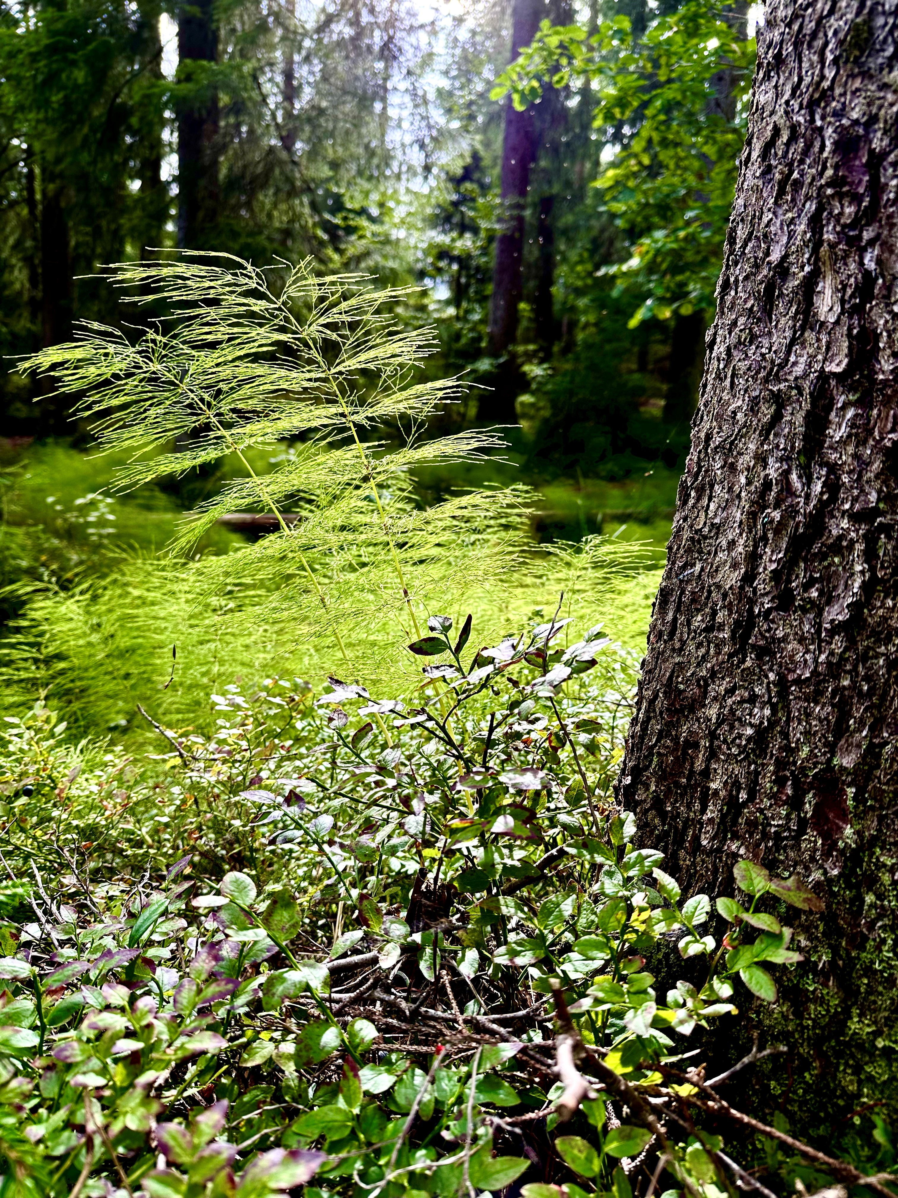 Naturpust på sognsvann skogssneller foto Mai Britt Sverd