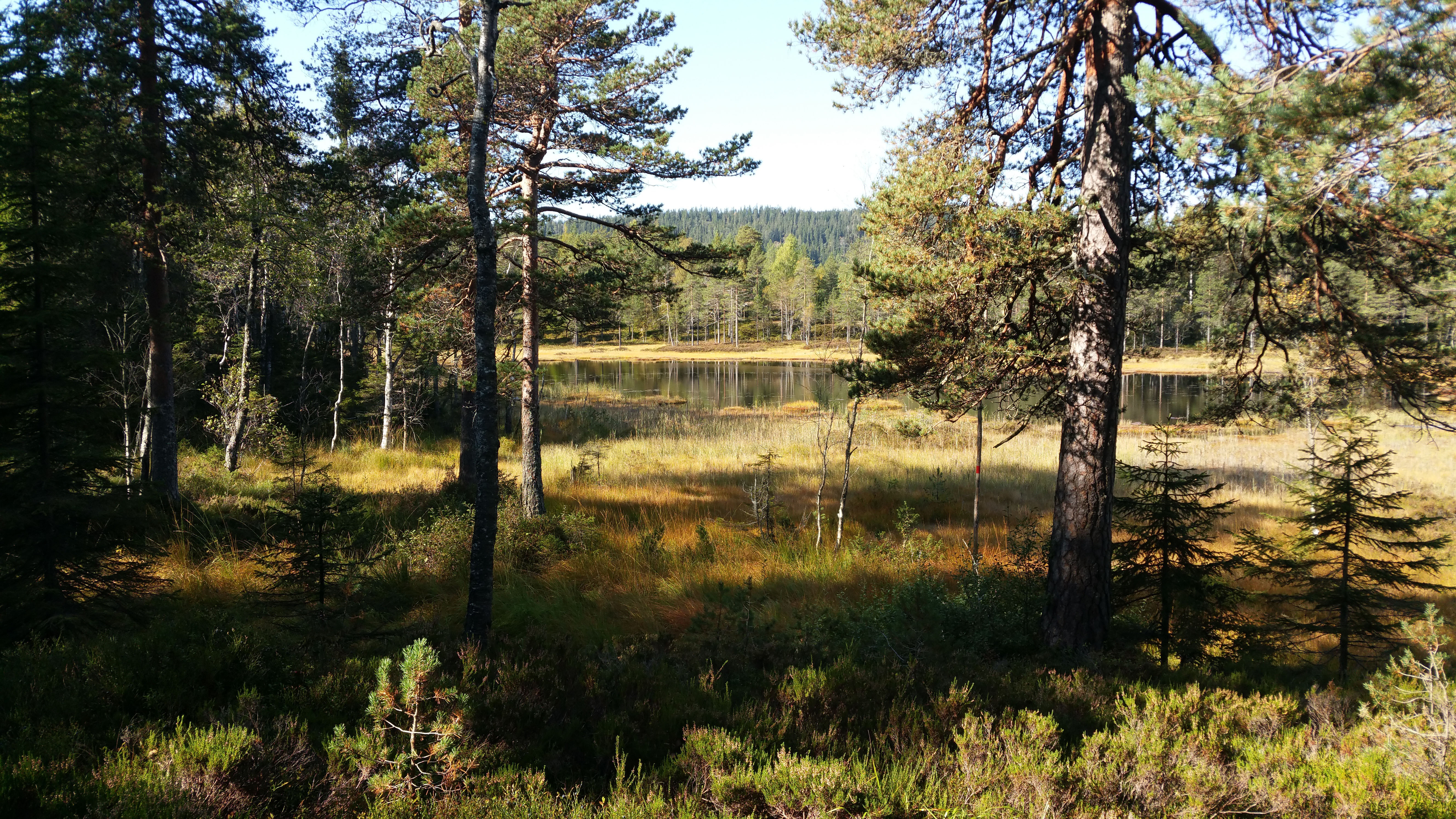 Restaurert myr Griseputten Grete Marstein