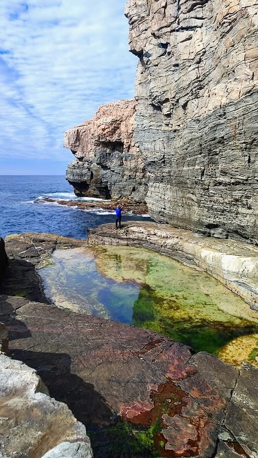 Skogsøy