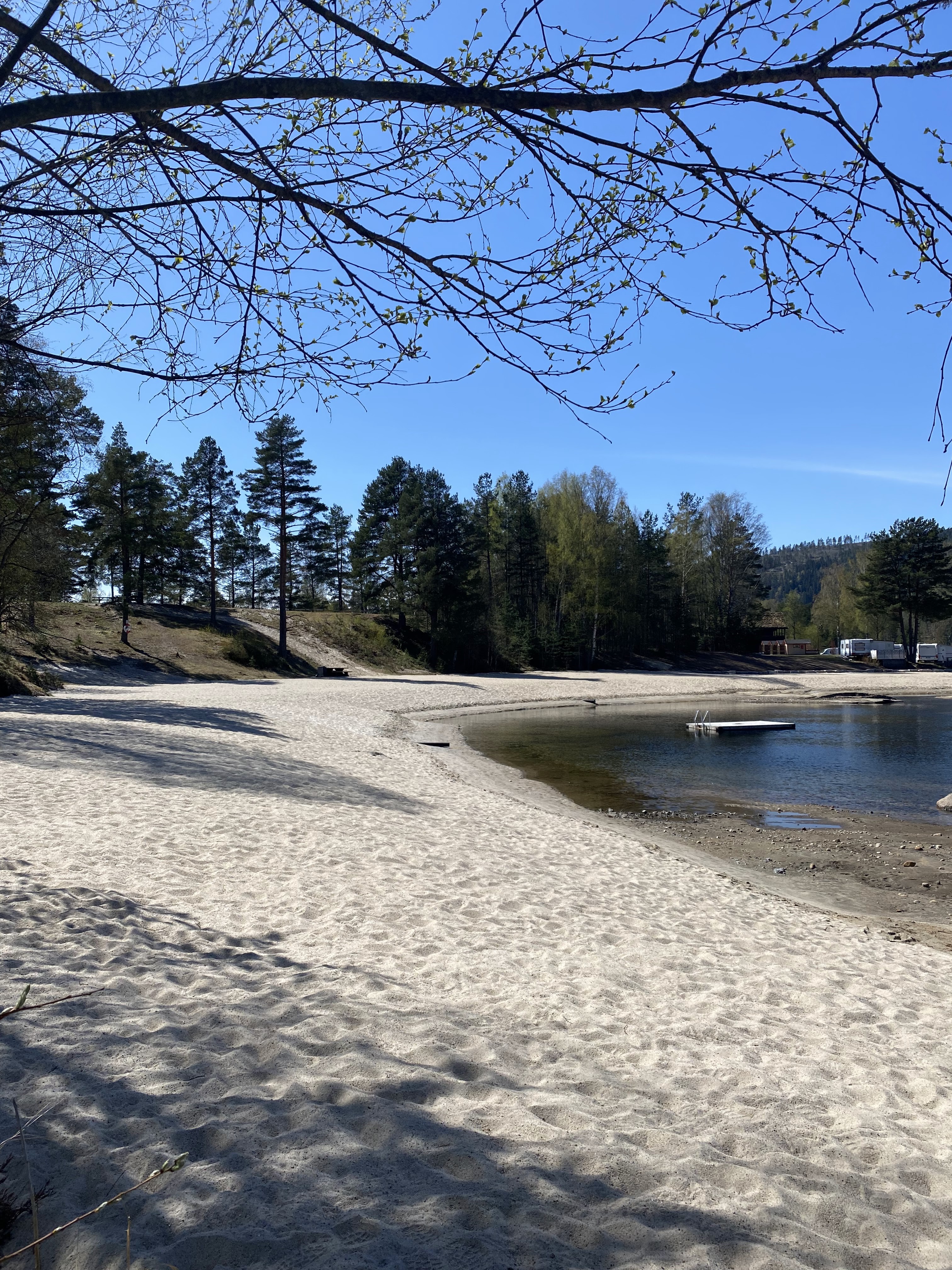 Strand furuly